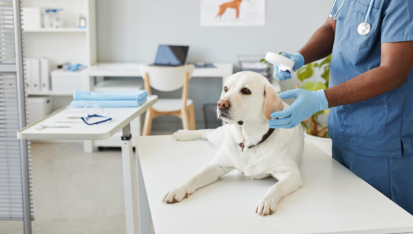 Guide to Efficient Pet Management in Malaysia’s Veterinary Clinics