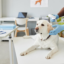 Guide to Efficient Pet Management in Malaysia’s Veterinary Clinics