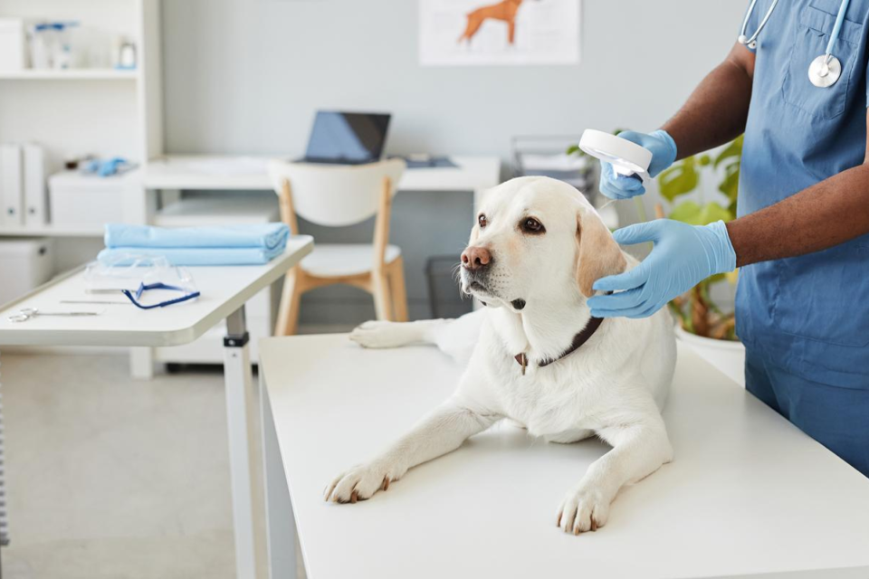 Guide to Efficient Pet Management in Malaysia’s Veterinary Clinics